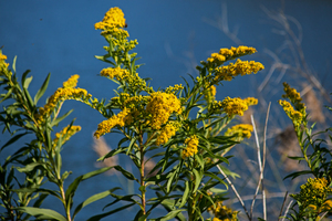 Goldenrods North Side Park