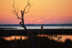 Ocean City Sunset Out on a Limb