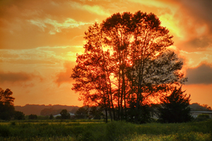 Williamsville Delaware Sunset Tree