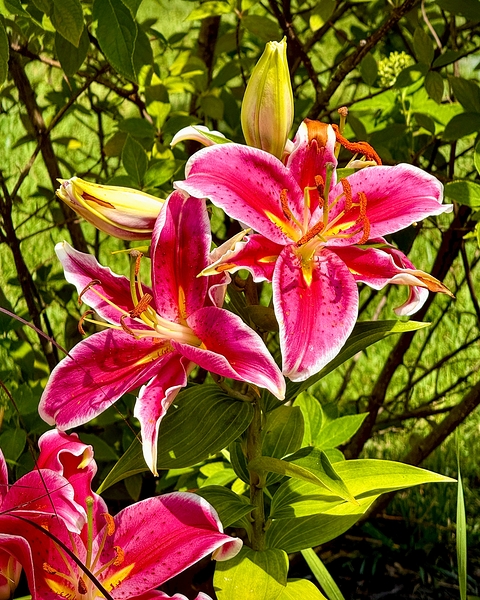 Nancys Day Lily Print
