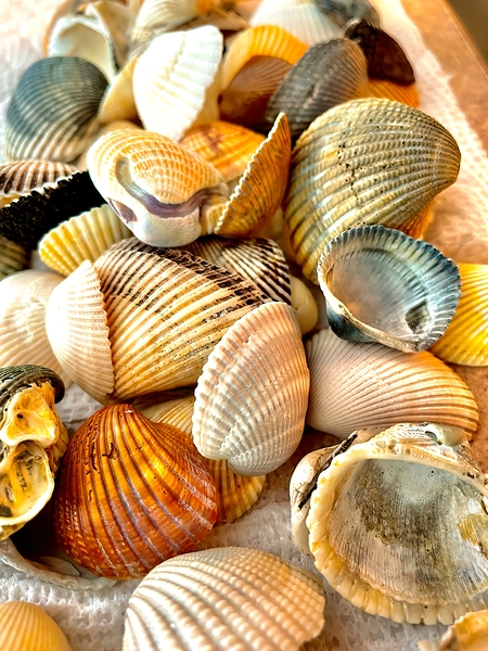 Beachcombing Shells Print