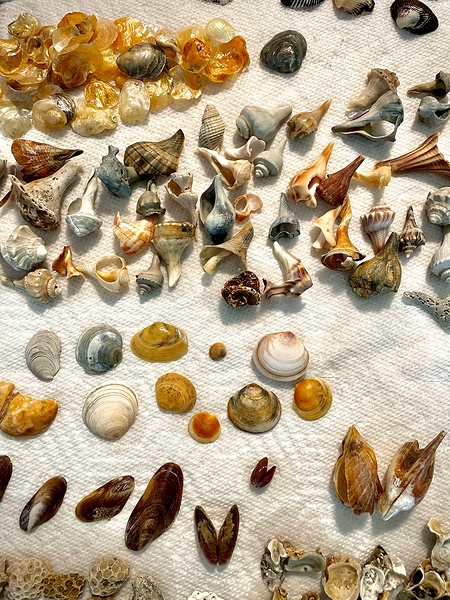 Beachcombing Shells Assortment Imprimer