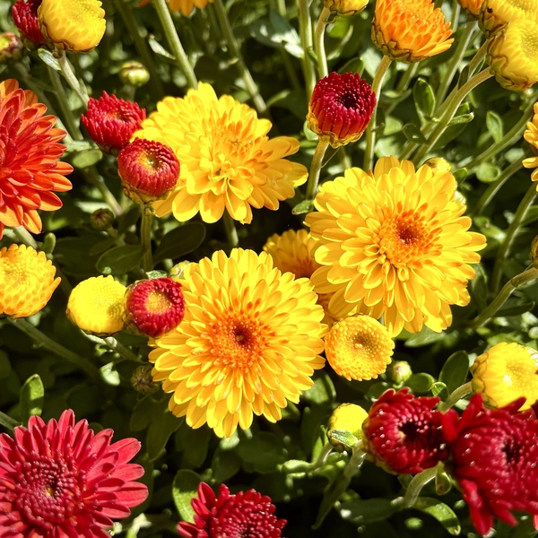 Mum’s the Word in Yellow and Orange by Bill Swartwout Photography