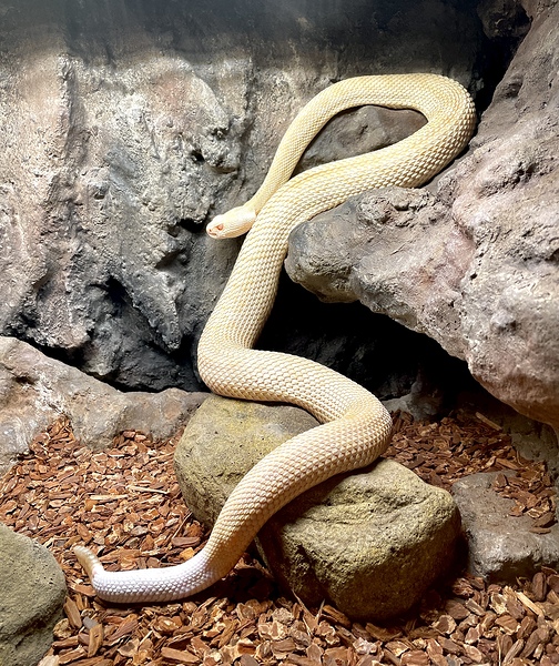 Albino Western Diamondback Rattlesnake by Bill Swartwout Photography