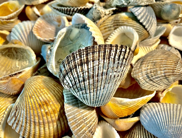 Dark Ark Seashell Print
