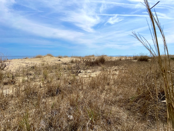 Beach Dune in Ocean City MD by Bill Swartwout Photography