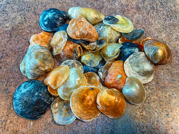 Jingles Seashells Print