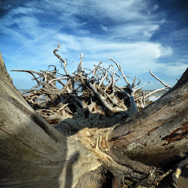 Eroticism at Driftwood Beach on Jekyll Island Print