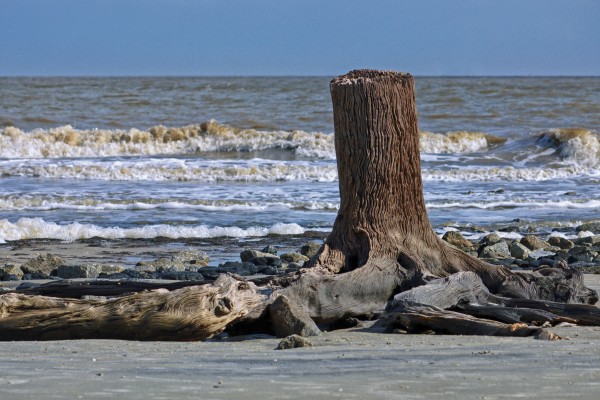 Driftwood Beach Post Print