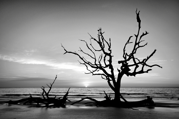 Iconic Tree Sunrise Driftwood Beach Black and White Print