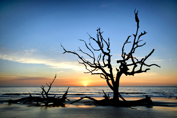 Iconic Tree Sunrise at Driftwood Beach Jekyll Island Print