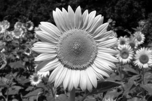 Roxanna Sunflower Helianthus in Black and White Print