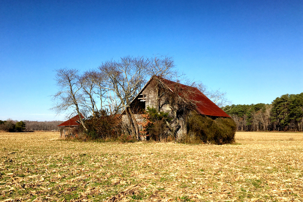 Abandoned Farmhouse and Barn in Williamsville DE Print