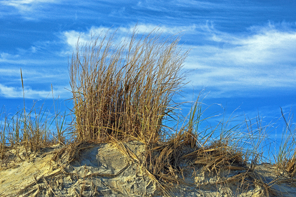 Dune Grass above an Atlantic Ocean Beach Print