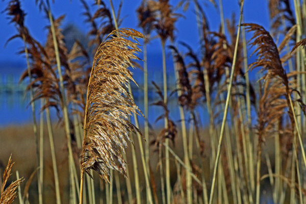 Marsh Grasses at Northside Park Print