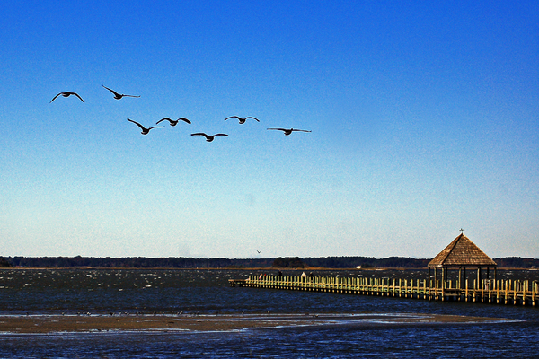 Canada Geese at Northside Park Print