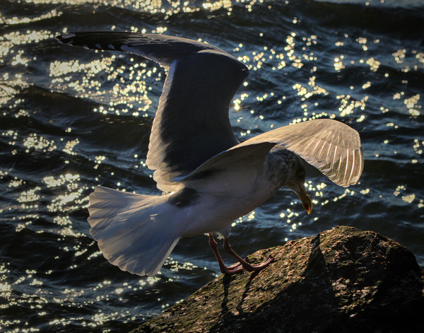 Seagull Wing Detail at the Ocean City Inlet Print