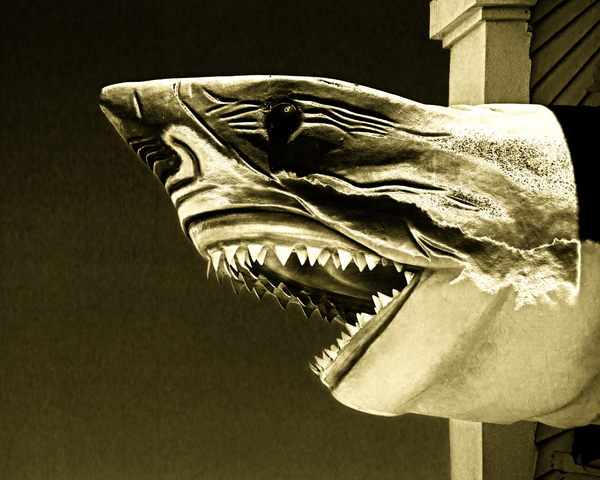 Golden Shark in Ocean City Print