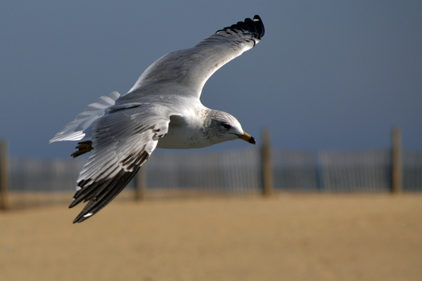 Seagull Cleared for  Landing at the Beach Print