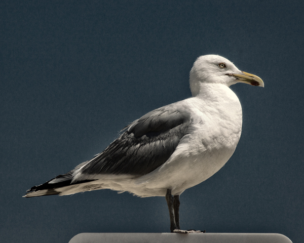 Seagull Portrait Almost Black and White Print