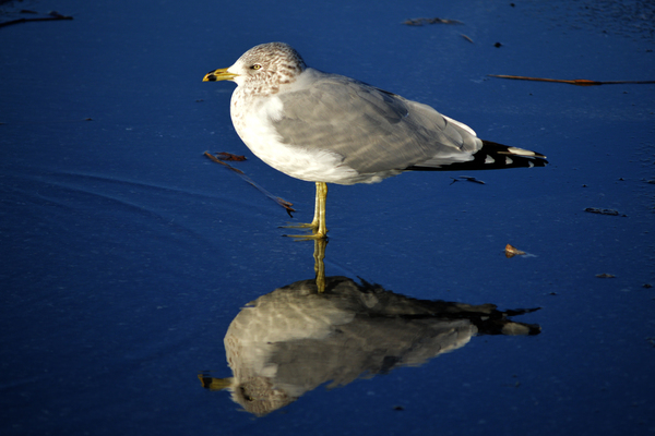 Seagull Wading Reflection at the Beach Print