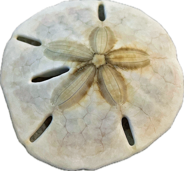Sand Dollar Beachcombing in Georgia Print
