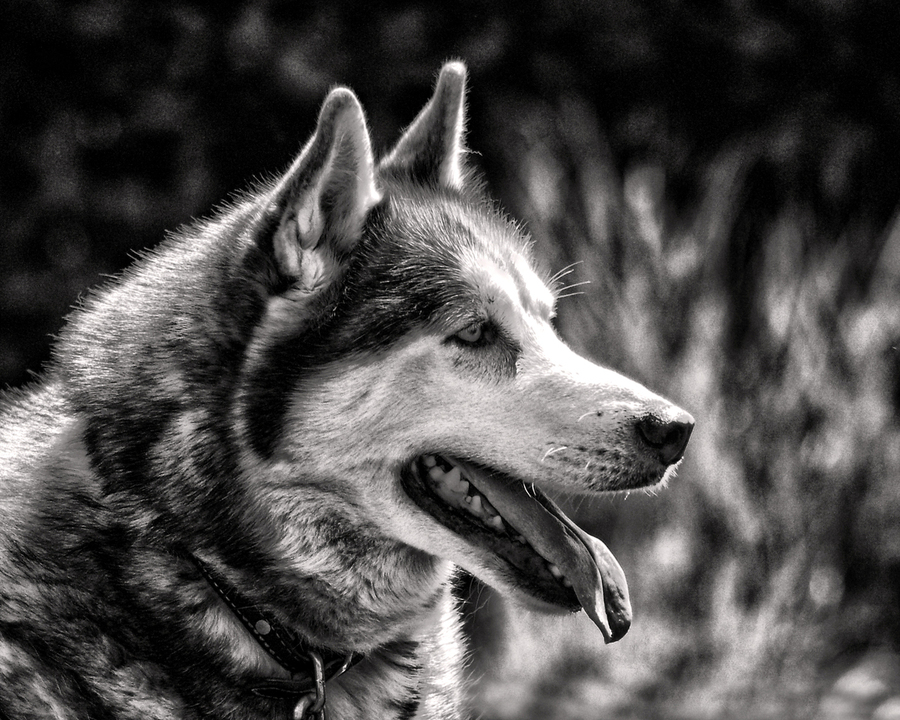 Dog Siberian Husky Profile in Black and White by Bill Swartwout