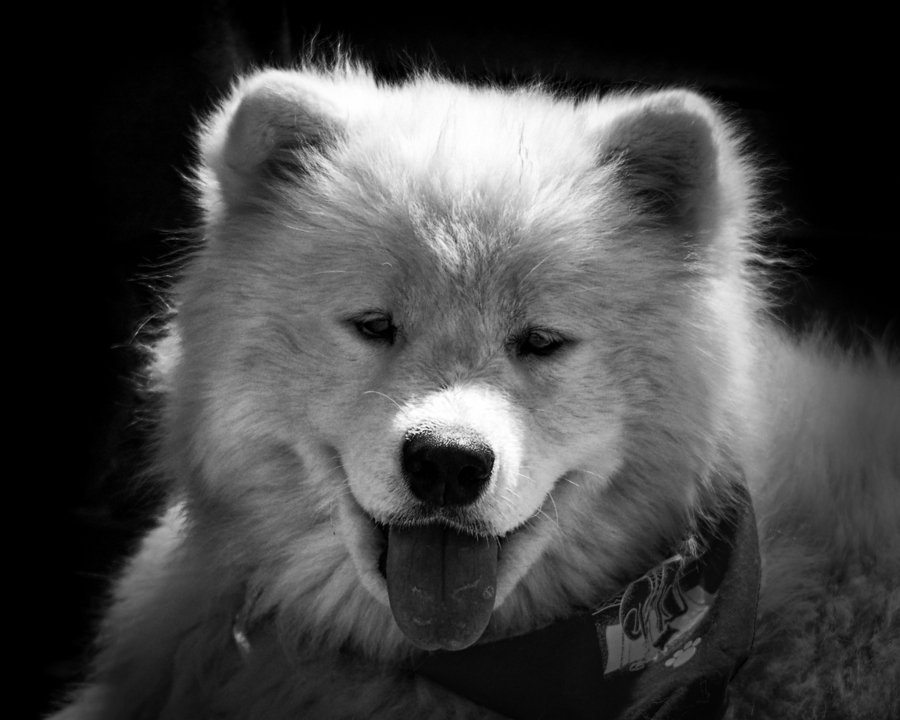 Dog Samoyed Teddy Bear Black and White par Bill Swartwout Photography - Main Image