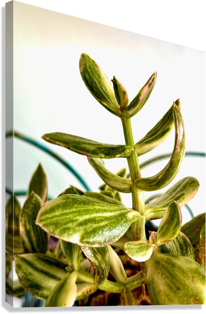 Uplifting Succulent Canvas Print