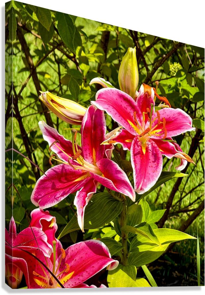 Nancys Day Lily Canvas Print