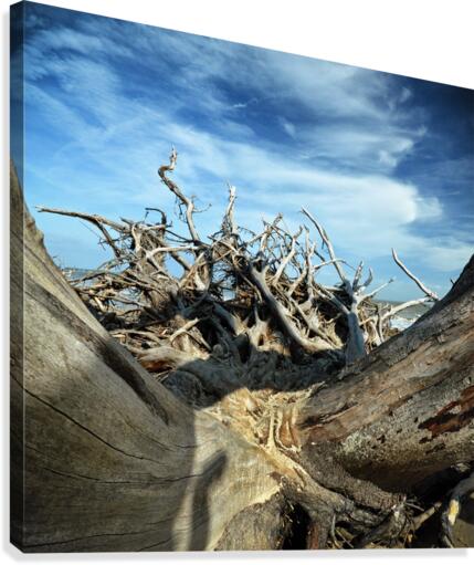 Eroticism at Driftwood Beach on Jekyll Island Canvas Print