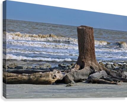 Driftwood Beach Post Canvas Print