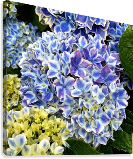 Hydrangea Square Blue Canvas Print