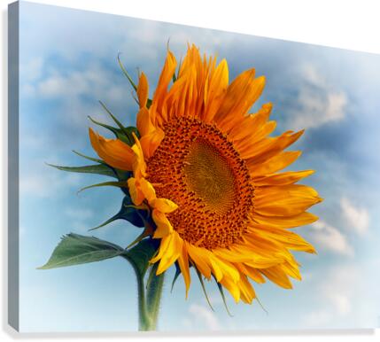 Sunflower Solitaire in the Sky Canvas Print
