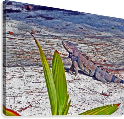Coco Cay Iguana Canvas Print