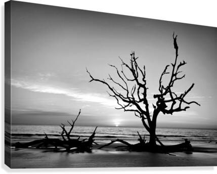 Iconic Tree Sunrise Driftwood Beach Black and White Canvas Print