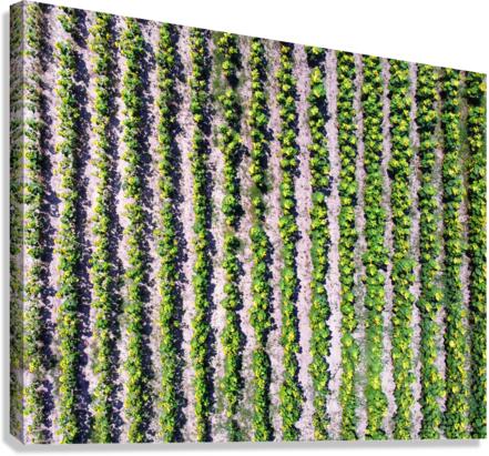 Sunflower Vertical Rows Canvas Print