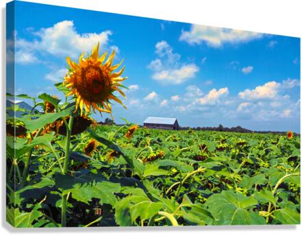 Sunflower Solitaire Canvas Print