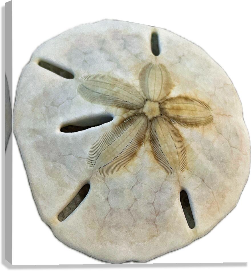 Sand Dollar Beachcombing in Georgia Canvas Print