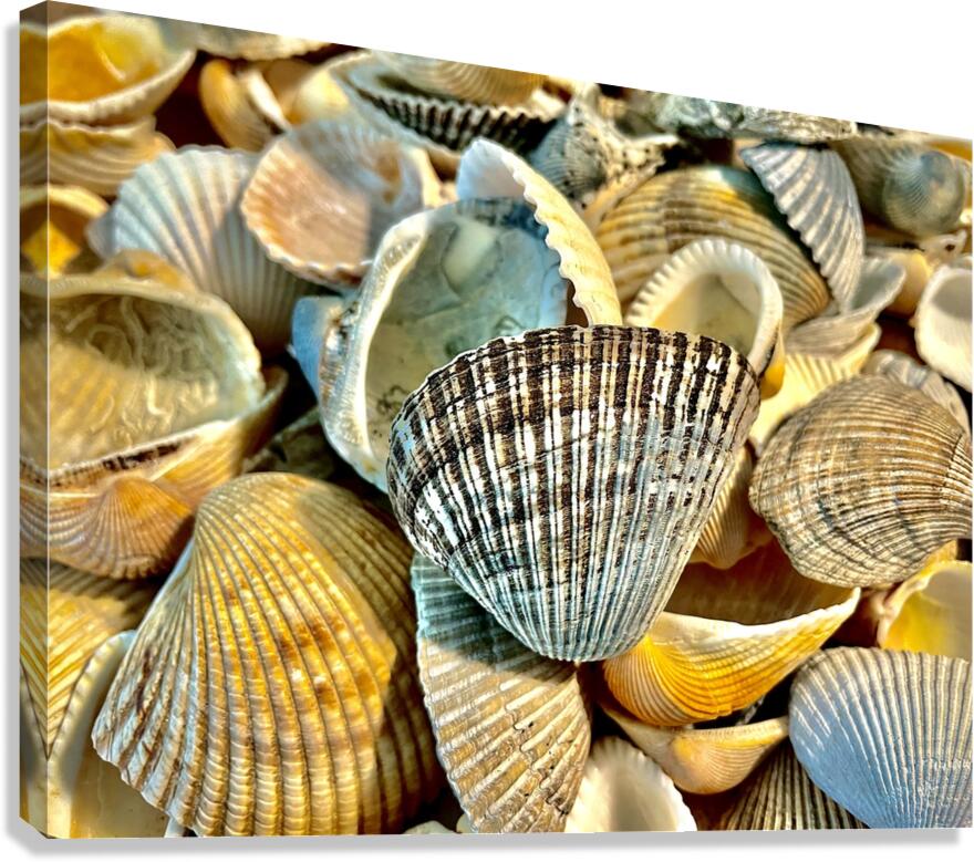 Dark Ark Seashell Canvas Print