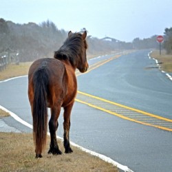 Delegates Pride Awaiting Assateague Island Tourists