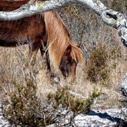 Assateague Pony Go Go Bones Forages for Lunch
