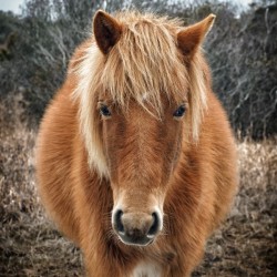Assateague Horse Miekes NoeLani