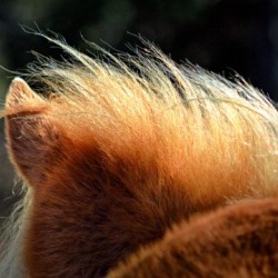 Assateague Pony Hairdo