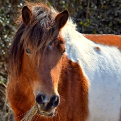 Assateague Pony Ms Macky