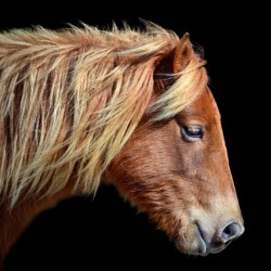 Assateague Pony Sarahs Sweet Tea On Black