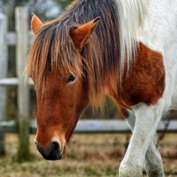 Assateague Pony Susi Sole N2BHS M 