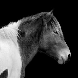 Assateague Pony Susi Sole Black And White Portrait