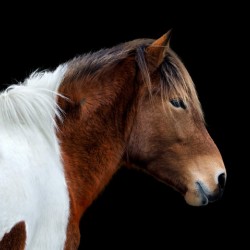 Assateague Pony Susi Sole Portrait On Black