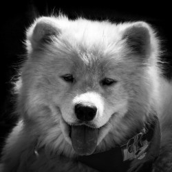 Dog Samoyed Teddy Bear Black and White